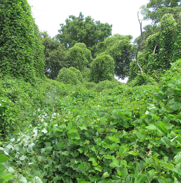 kudzu