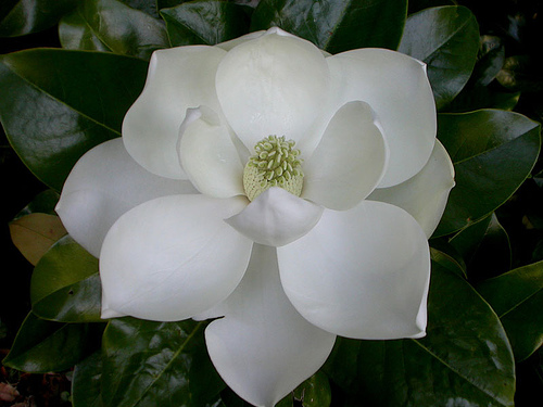 magnolia